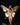 MAFERG Goddess Wings - Limited Edition Gold Emblem Bikini
